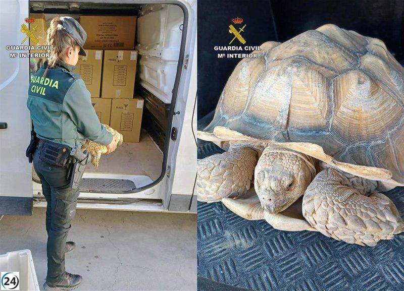 La Guardia Civil frustra robo de 9 tortugas grandes en criadero de Beniel, Murcia.