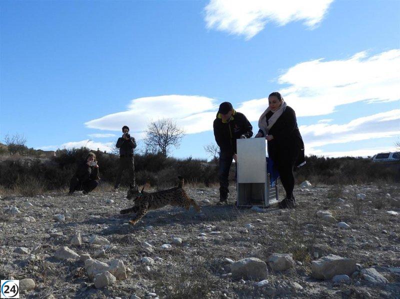 La reintroducción del lince se incrementa con la liberación de tres nuevos ejemplares en la Región.