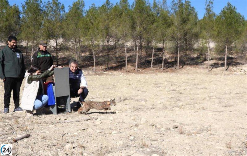 El Gobierno regional reintroduce hembra de lince ibérico en Tierras Altas de Lorca.