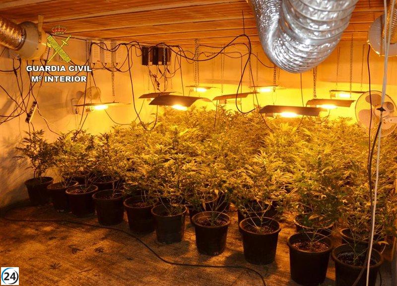 Desmantelan invernadero de marihuana en Cieza con 200 plantas.