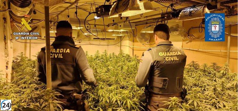 Desarticulan banda criminal en Abarán por plantación ilegal de marihuana