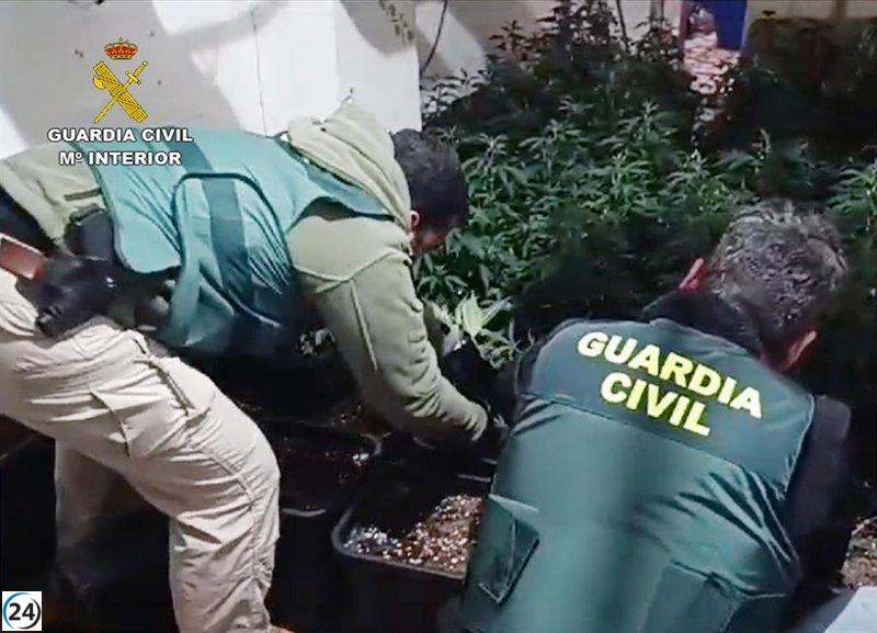 La Guardia Civil descubre invernadero de marihuana en vivienda de Cieza con 200 plantas.