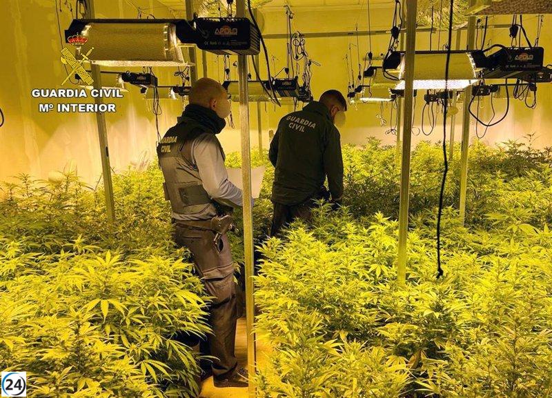 Descubren invernadero de marihuana escondido en nave de Puerto Lumbreras.