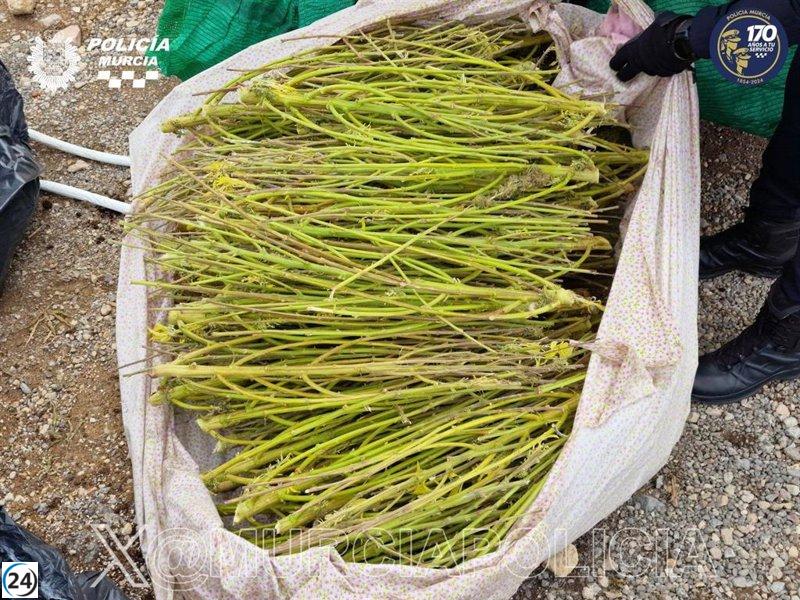 4 detenidos en Murcia por transportar 139 macetas de marihuana.