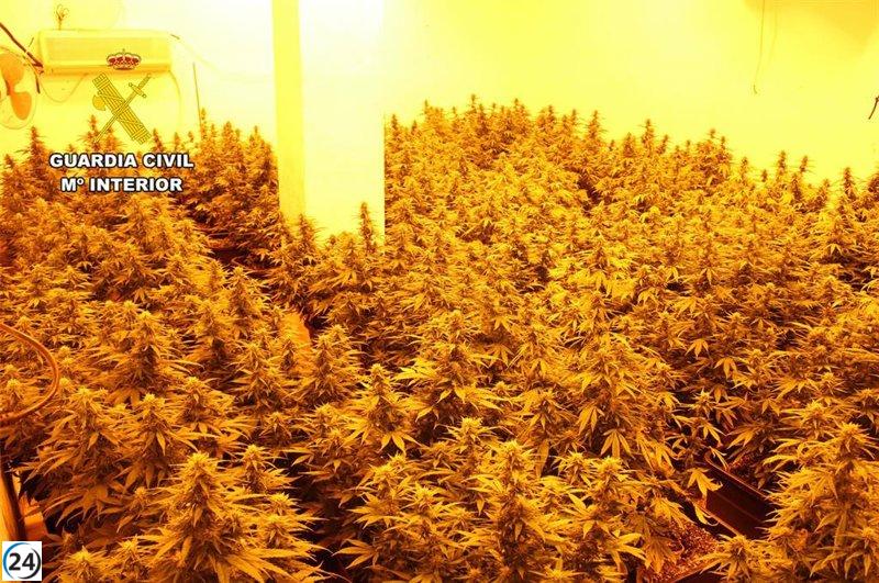 Descubren una gran plantación de marihuana en un edificio ocupado en Fuente Álamo (Murcia)