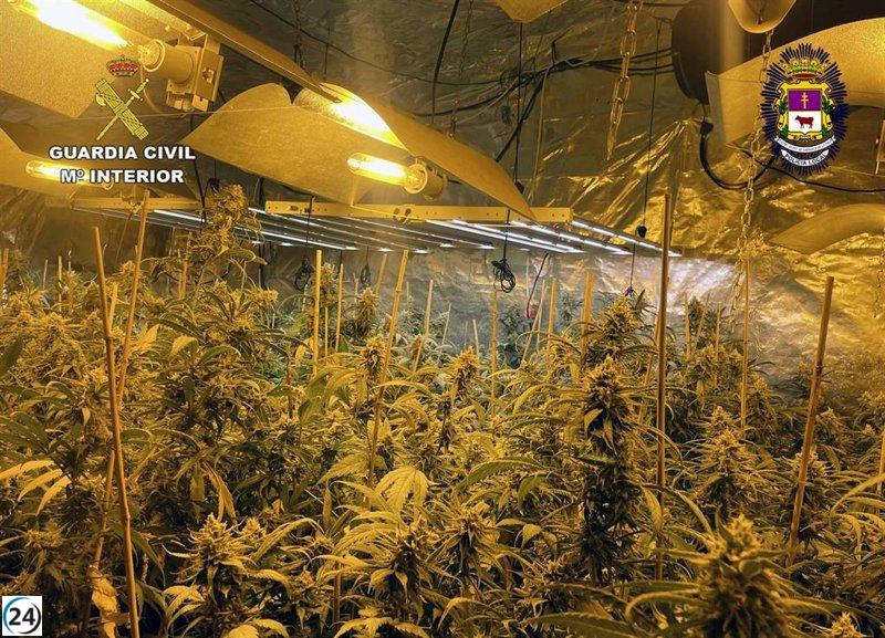 Incautan 11 kilos de cannabis en plantación de La Encarnación, Caravaca