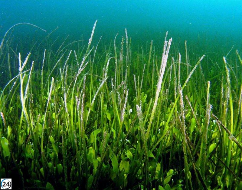 Praderas marinas del Mar Menor no muestran signos de recuperación, según investigación del IEO.