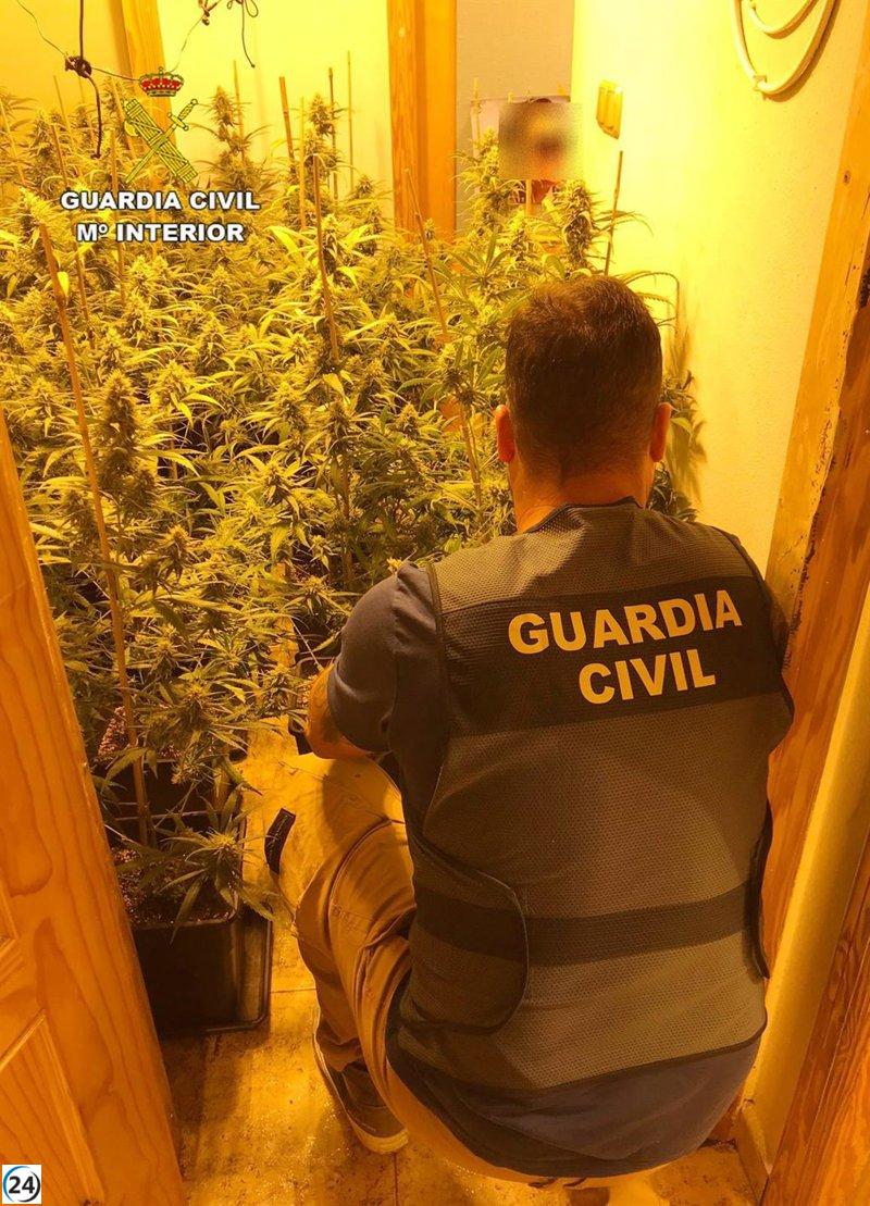 Guardia Civil desactiva cultivo ilegal de más de 200 marihuanas en un departamento de Totana.