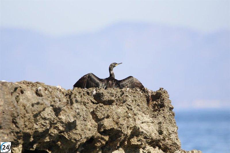La cifra de aves invernantes en áreas protegidas alrededor de la base aérea de San Javier supera las 7.700, según un censo del Medio Ambiente.