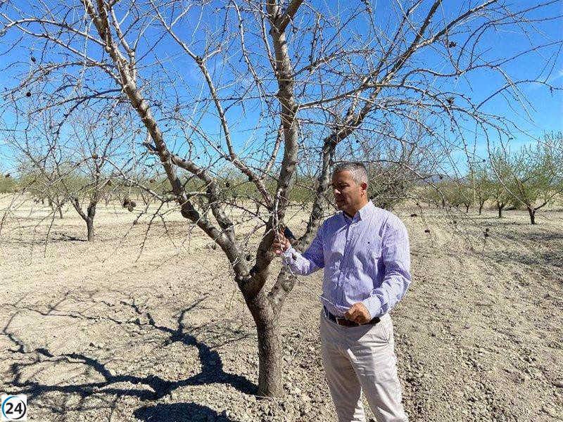 PP denuncia que el Gobierno regional apoya al secano, mientras Sánchez abandona y perjudica al sector agrícola.