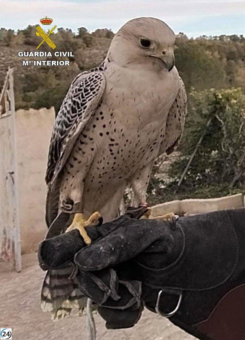 La Guardia Civil recupera un halcón peregrino robado en Mula, Murcia.