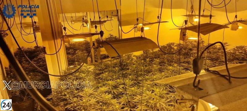 Capturan a dos individuos en Murcia por cultivar más de 100 plantas de marihuana en interior.