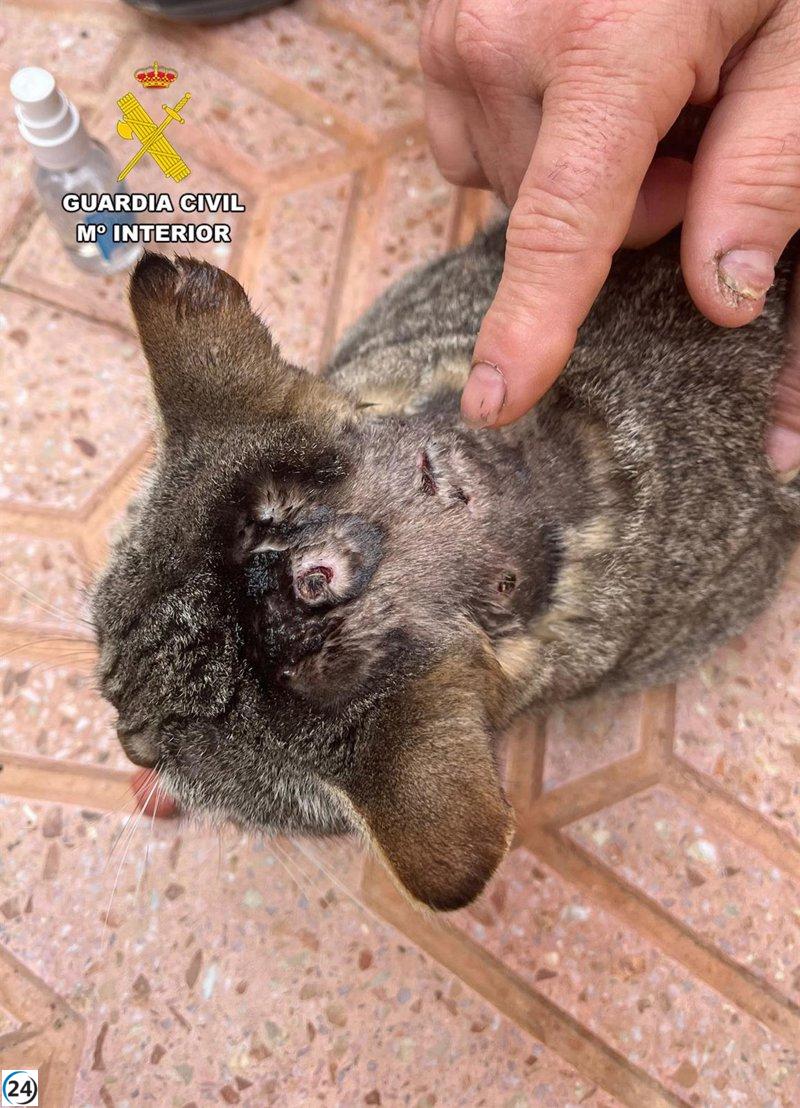 Tres individuos bajo investigación por maltrato animal en Cartagena, Águilas y Mazarrón.