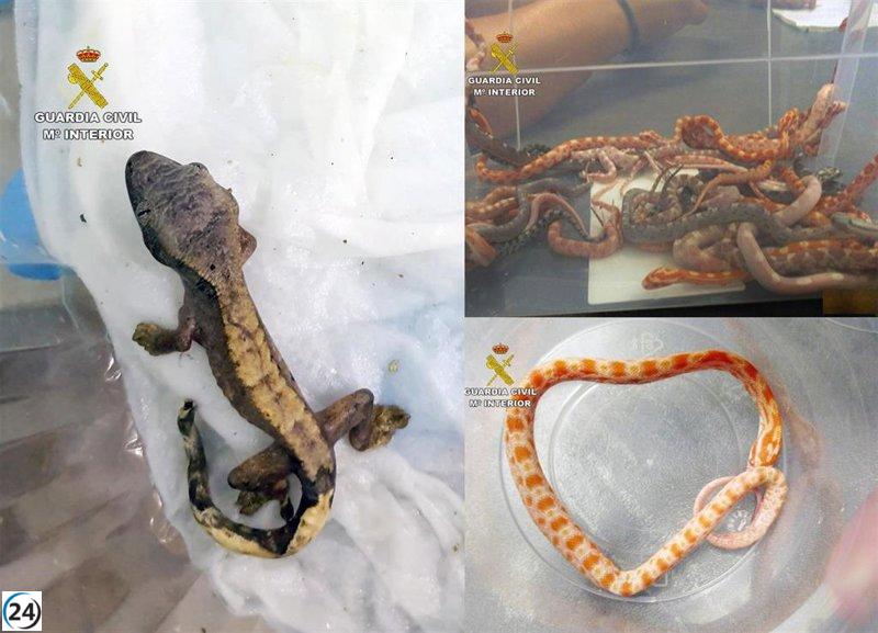 La Guardia Civil intercepta un envío de 26 serpientes y un gecko de Cádiz a La Unión.