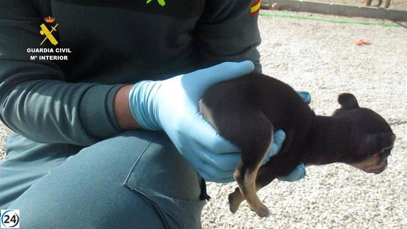 La Guardia Civil indaga a un hombre en Lorca por mutilar la cola de cuatro cachorros.