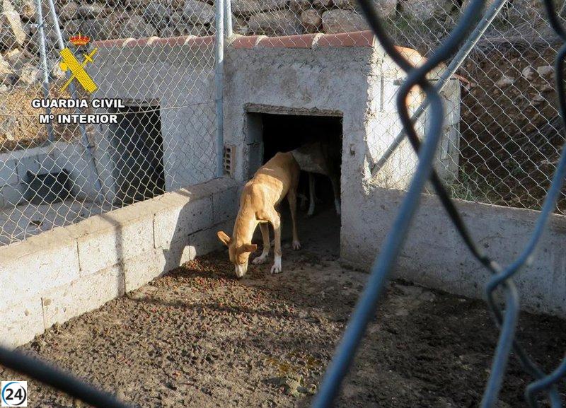 Propietario de tres perros bajo la lupa de la Guardia Civil por posible abandono en Alhama de Murcia.
