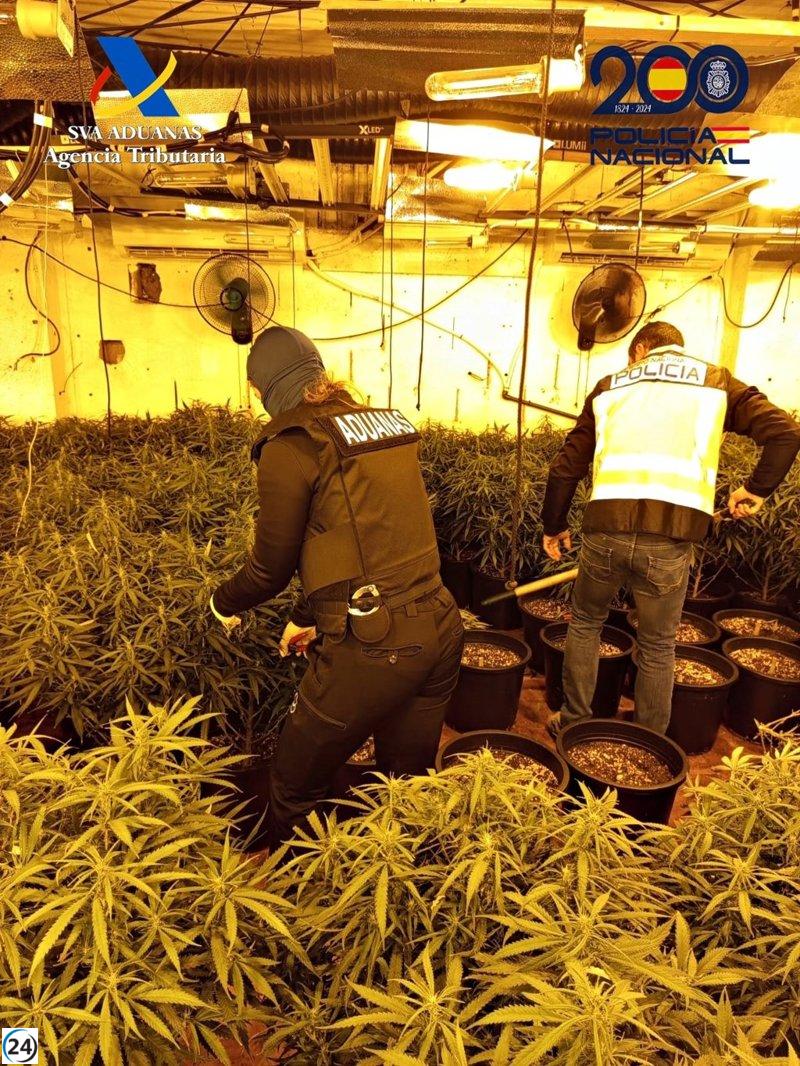 Desmantelan en Cartagena un inusual cultivo de más de 300 plantas de marihuana en un local industrial.