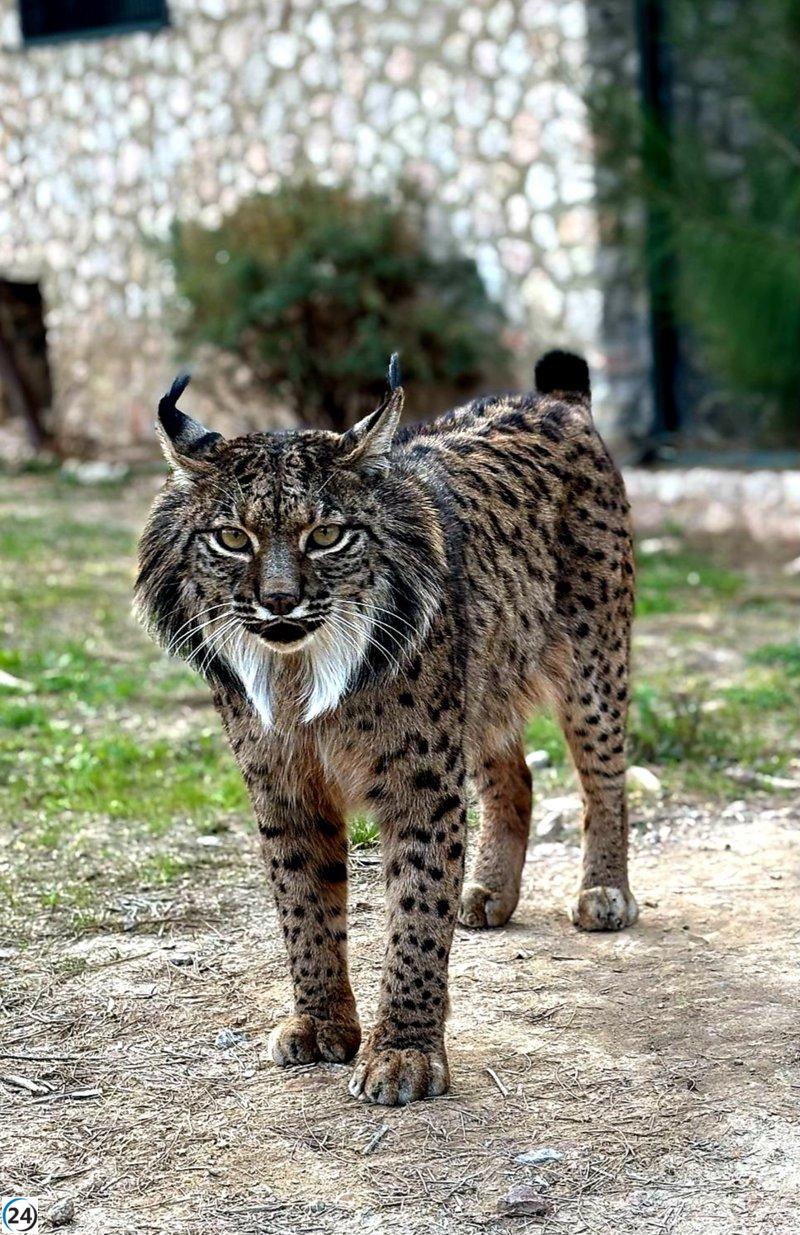 Brisa, pionera del lince ibérico en cautiverio, celebra dos décadas en Terra Natura Murcia.