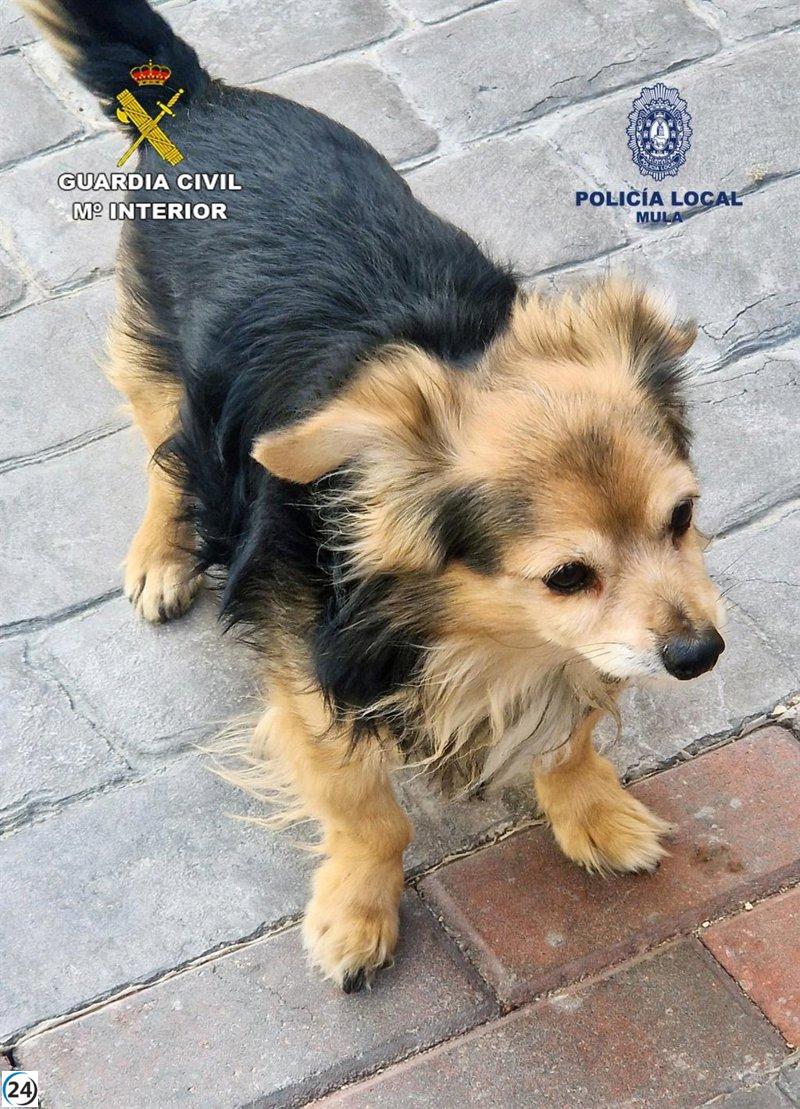 Joven bajo investigación por fracturar el fémur a un perro de una patada en Mula, Murcia.