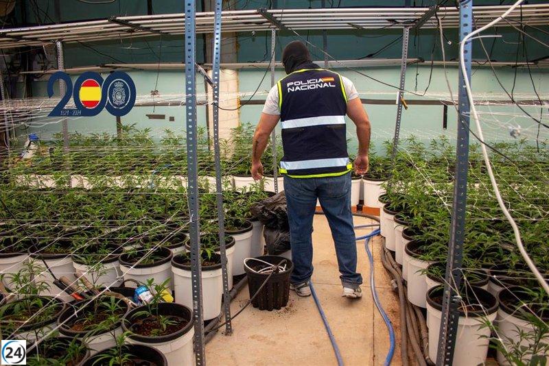 Operativos de la Policía Nacional arrestan a tres por cultivo ilegal de más de 2.000 plantas de cannabis en Torre Pacheco.