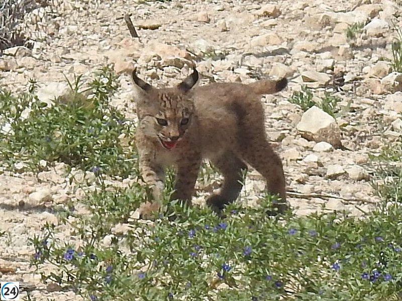 Lorca celebra el nacimiento de los primeros cachorros de lince ibérico en Murcia.