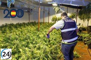 Detenidos diez en Murcia por cultivo ilegal de 500 plantas de marihuana.