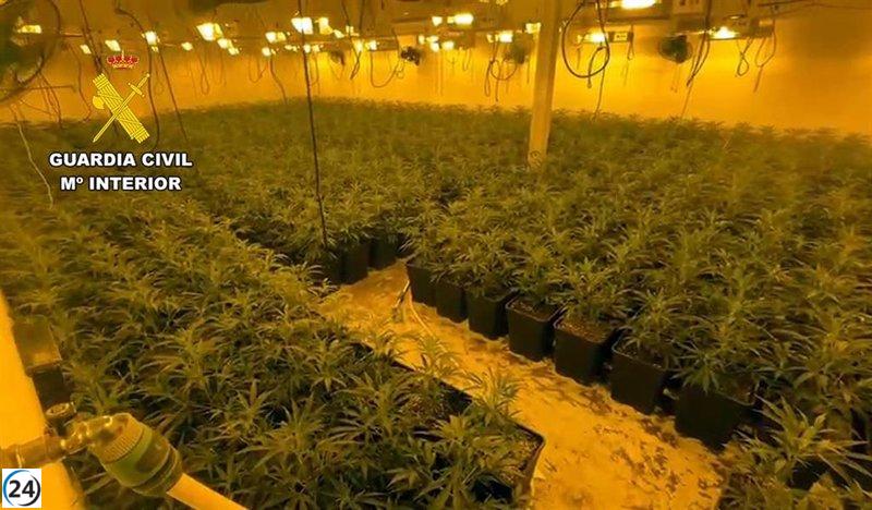 Desarticulan gran plantación de marihuana en Totana por la Guardia Civil.