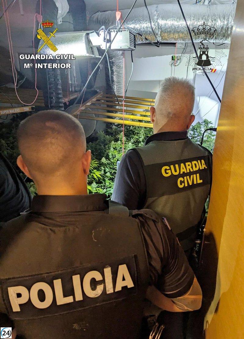 Detenida una persona y bajo investigación otra por cultivo de 157 plantas de cannabis en Mazarrón.