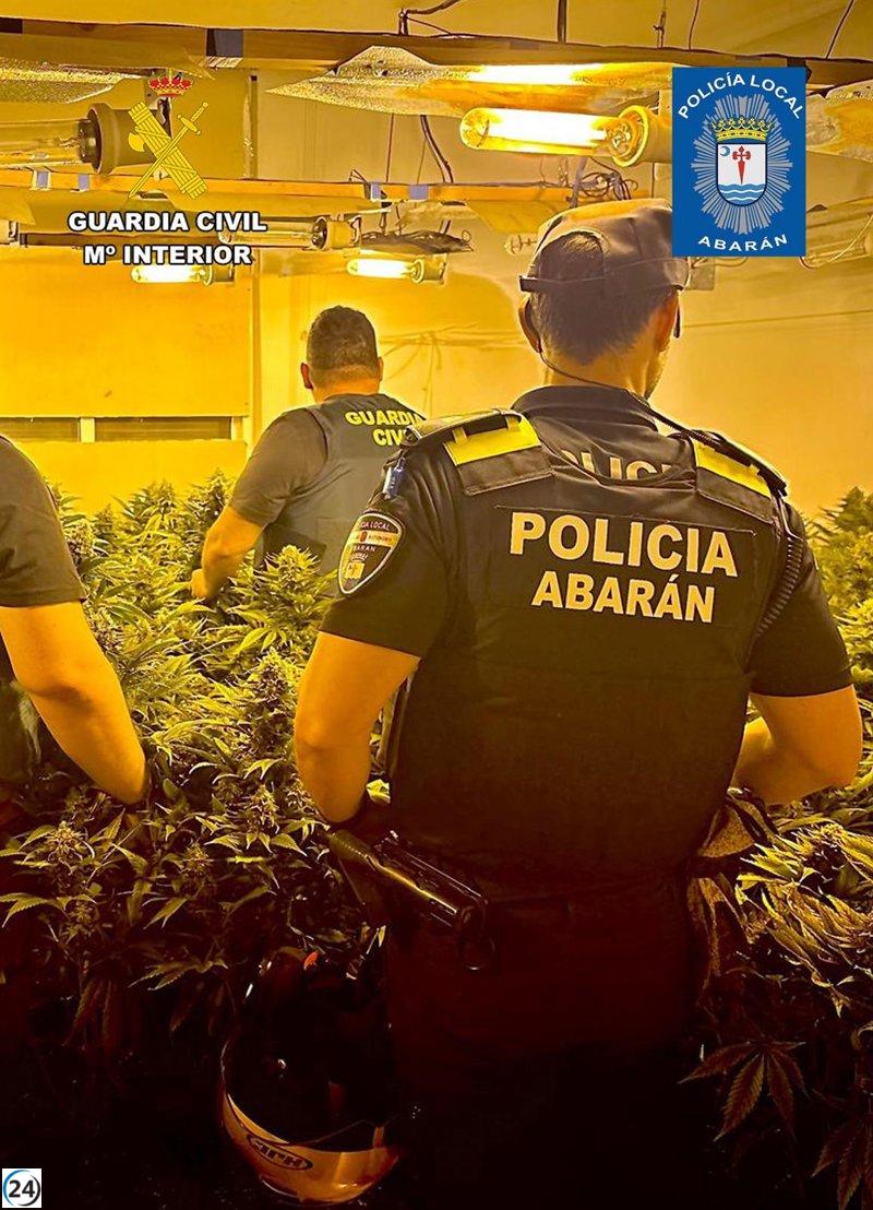 Desmantelan en Abarán un invernadero ilegal de marihuana.