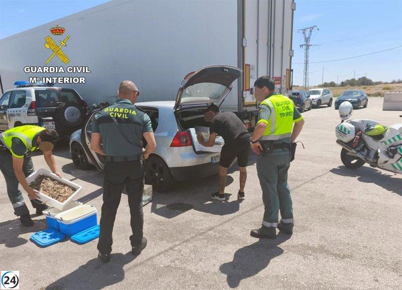 La Guardia Civil confiscó 21 kilos de langostinos vivos en un coche particular en Murcia.