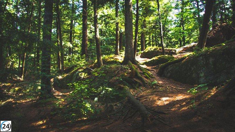 Gobierno invierte 8,2 millones en la Región para salvar bosques en peligro de desertificación.