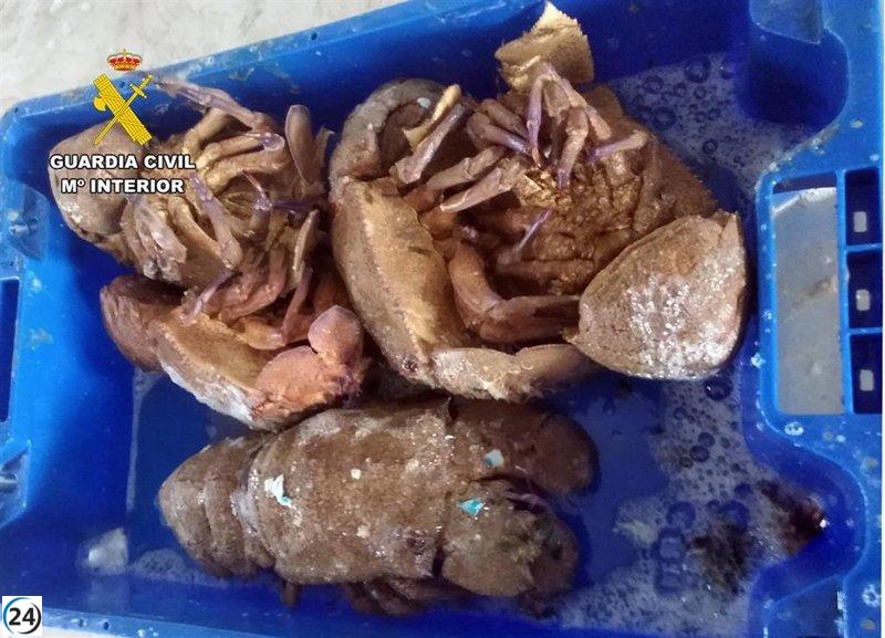 Desmantelan banda criminal en Cartagena; cuatro arrestados y 300 kilos de pescado ilegal incautados.