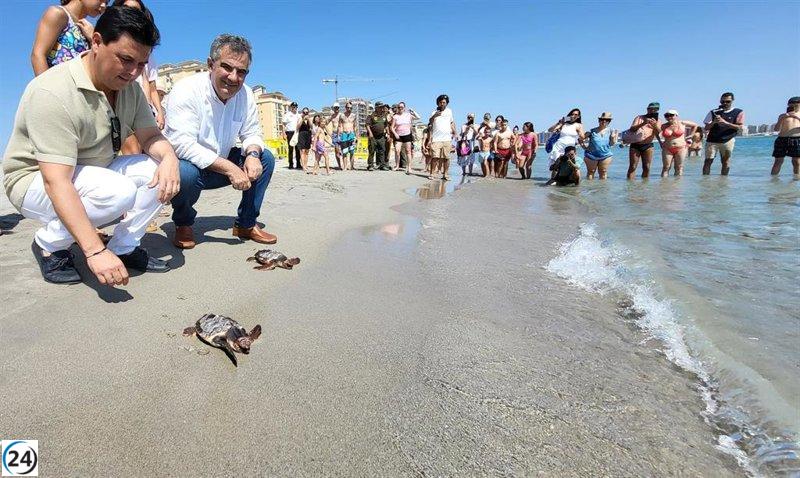 Gobierno suelta 30 tortugas bobas en La Manga para proteger la especie