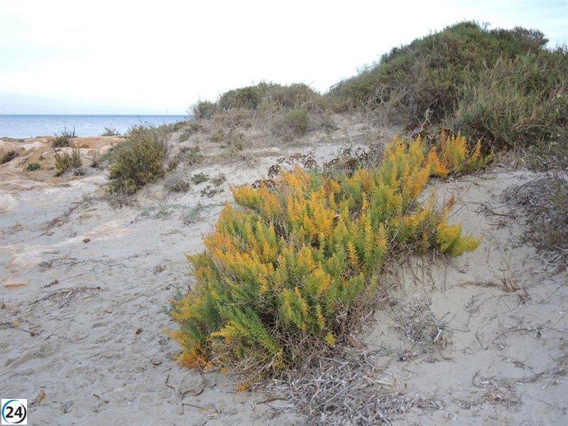 El gobierno regional lanza el proceso para impulsar la recuperación de la Esparraguera del Mar Menor.