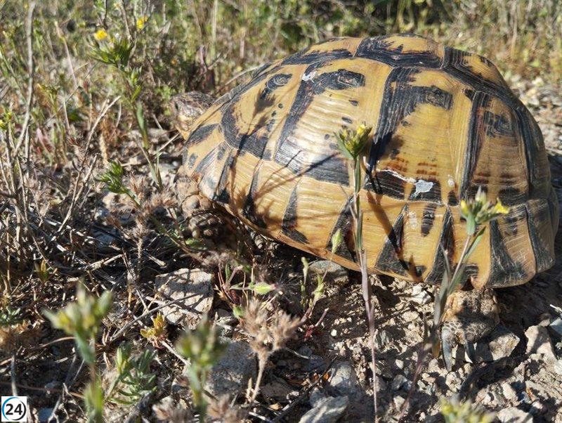 La Comunidad presenta para consulta el Plan de Protección de la tortuga mora en Murcia.