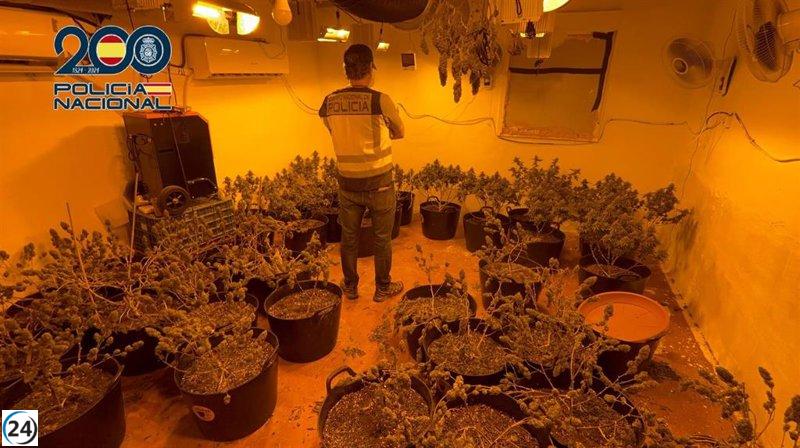 Desmantelan cultivo ilegal de marihuana en Cartagena: seis detenidos por la Policía Nacional.