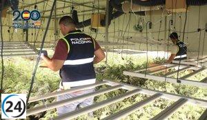 Desmantelan cultivo ilegal de casi 4.400 plantas de marihuana en Murcia.