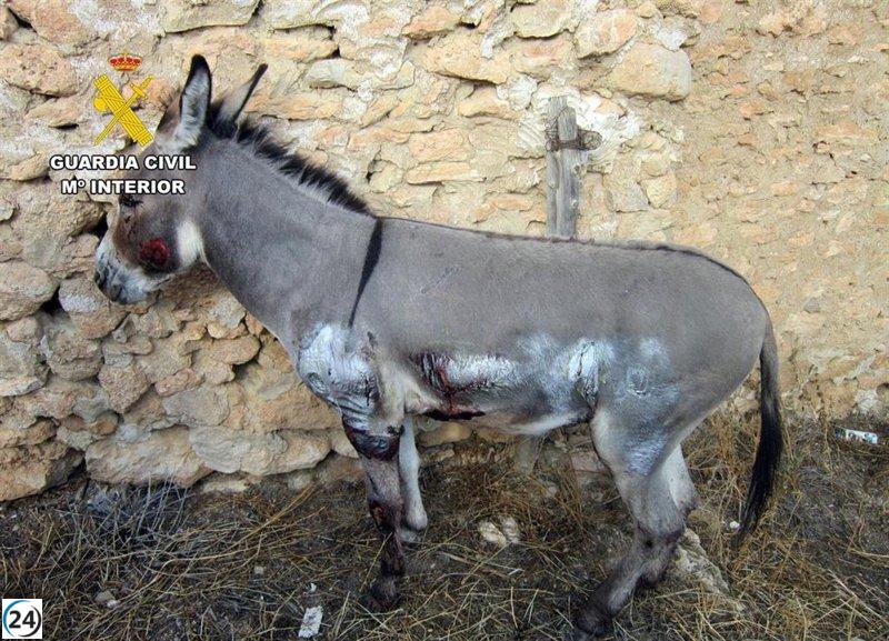 Detenido en Moratalla por arrastrar a un burro atado a un remolque durante 500 metros.