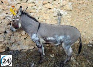 Detenido en Moratalla por arrastrar a un burro atado a un remolque durante 500 metros.