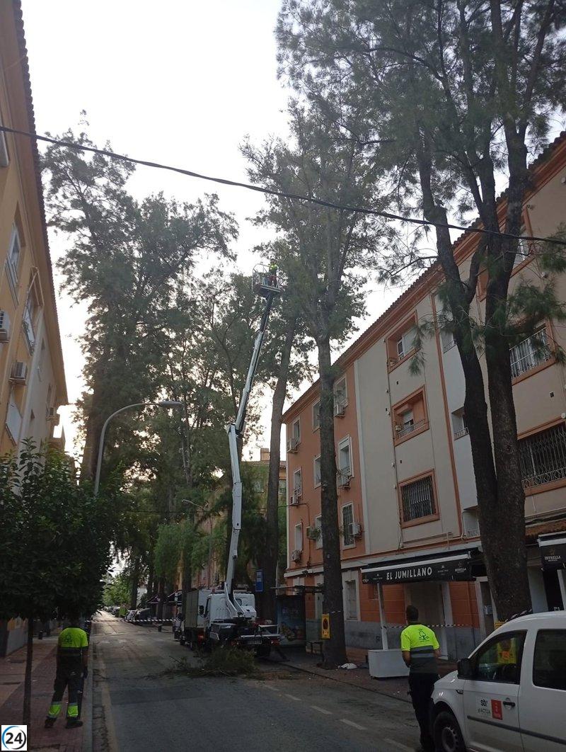 Murcia protege su arbolado emblemático con tecnología avanzada y revisiones constantes.