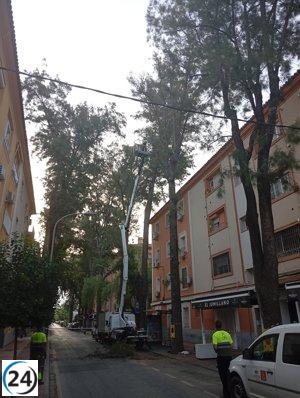 Murcia protege su arbolado emblemático con tecnología avanzada y revisiones constantes.