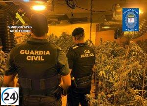 Desarticulan cultivo ilegal de marihuana en Abarán y arrestan al sospechoso.