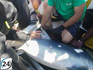 Científicos marcan tintoreras en Cartagena para proteger la especie.