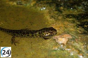 Investigaciones de la UMU y UMH advierten sobre el riesgo a la biodiversidad por la entrada ilegal de especies protegidas.