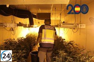 Policía Nacional desmantela tres cultivos de marihuana y arresta a cuatro sospechosos de narcotráfico.