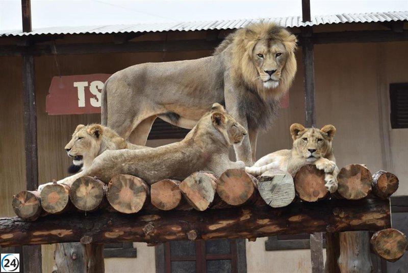 Terra Natura Murcia conmemora el Día del León con una jornada de actividades y educación.