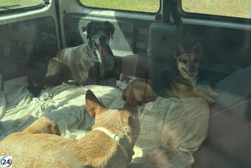 Acusan a hombre en Cartagena por abandonar a cuatro perros en una furgoneta.