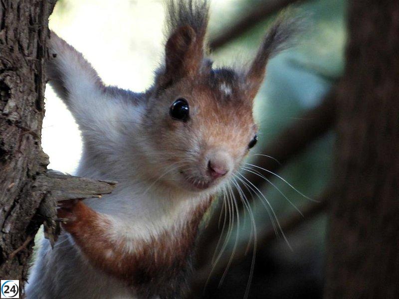 Murcia lanza investigación sobre la ardilla roja en Sierra Espuña para optimizar sus ecosistemas.