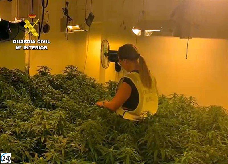 Detenidos en Bullas dos hombres con más de cien plantas de cannabis en su hogar.