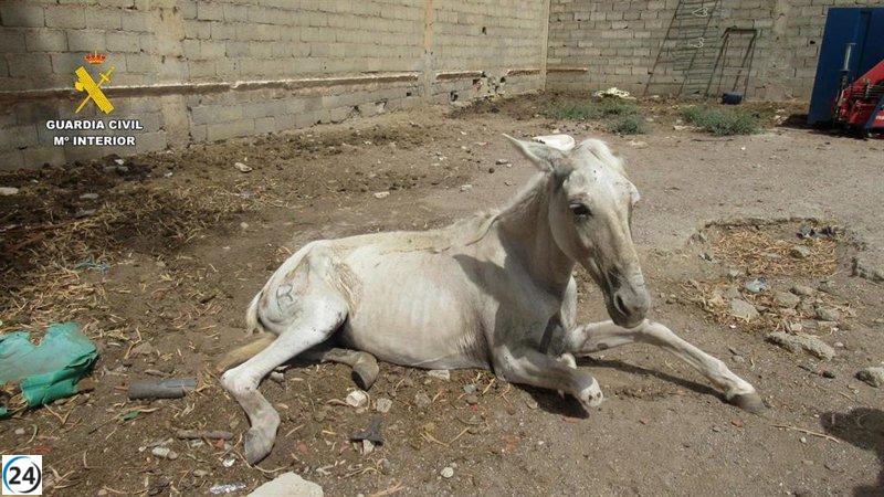 Investigación de la Guardia Civil a un ciudadano de Águilas por maltrato animal.